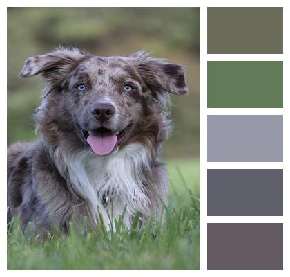 Dog Australian Shepherd Grass Image